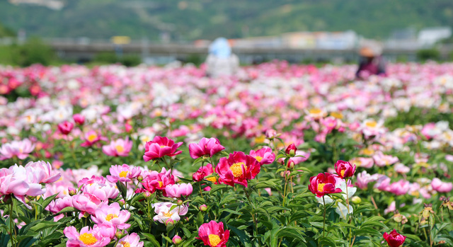 전광들 약초재배단지 작약꽃