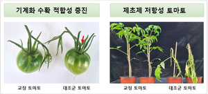 김재연 교수팀, 작물 육종의 게임 체인저 '초고효율 프라임 에디터' 개... - 뉴스 썸네일 이미지