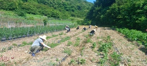 합천 율곡면, 양파 수확 일손돕기 동참 - 뉴스 썸네일 이미지