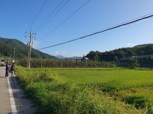 거창군 고제면, 벼 병해충 예방 항공방제 실시 - 뉴스 썸네일 이미지